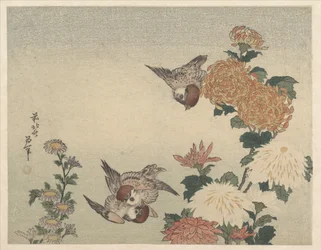 Spatzen und Chrysanthemen