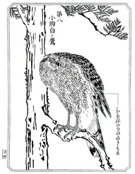 Ein Falke, 1898