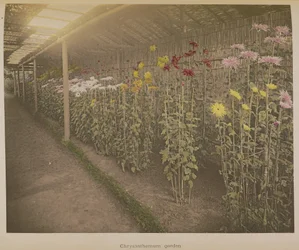 Chrysanthemen Garten