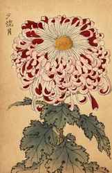 Hybride purpurrote und weiße Löffel-Chrysantheme, 1893 (Gravur)