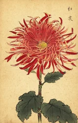 Hybride rosa und purpurrote Chrysantheme, 1893 (Gravur)