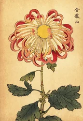 Hybride rosa gekräuselte Löffel-Chrysantheme, 1893 (Gravur)