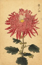 Hybride rosa Quill-Chrysantheme, 1893 (Gravur)