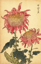 Hybride lachsrosa Chrysantheme, 1893 (Gravur)