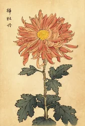 Hybride lachsrosa Chrysantheme