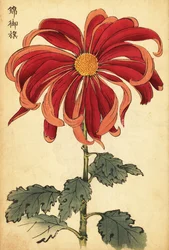 Hybride scharlachrote und rosa Chrysantheme (Kupferstich)