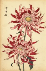 Hybridisierte rosa-scharlachrote Spinnenchrysantheme (Gravur)