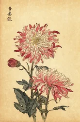 Hybride weiß-rosa Chrysantheme