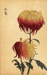 Hybride gelb-orange-rote Chrysantheme (Gravur)