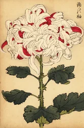 Hybride weiße und scharlachrote Chrysantheme