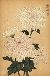 Hybride weiße Chrysantheme, Chrysanthemum indicum