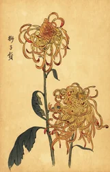 Hybride gelbe und orange Spinnen-Chrysantheme