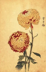 Hybride gelbe und scharlachrote Pompon-Chrysantheme (Stich)