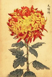 Hybride gelbe und scharlachrote Pompon-Chrysantheme