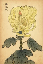 Hybride gelbe Chrysantheme, 1893 (Gravur)