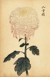 Bunte weiße und rosa Chrysantheme