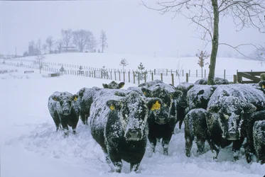 Rinder, Fauquier County, VA, Winter, Schnee, 2006 (Foto)
