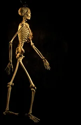 Wissenschaftliche Studie des modernen menschlichen Skeletts, George Washington University, 2000
