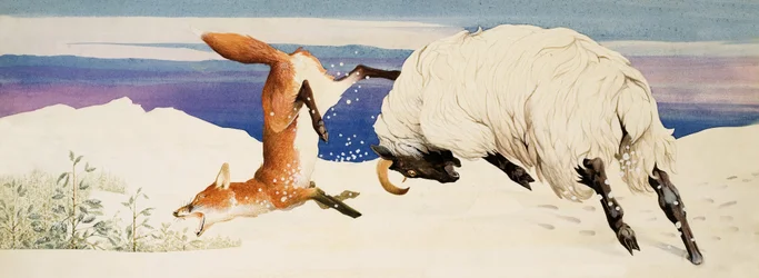 Ein schwarzgesichtiges Mutterschaf greift einen Fuchs an