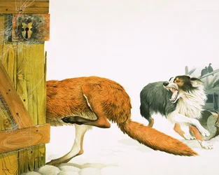 Ein Colliehund vertreibt einen Fuchs