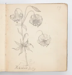 Skizzenbuchseite: Wiesenlilie