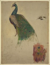 Die Wissenschaften, Studie für den Pfau im Tympanon der südwestlichen Galerie, Dekoration für die Library of Congress