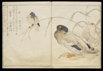 Zwei Wildenten und ein Eisvogel, aus einem Album 