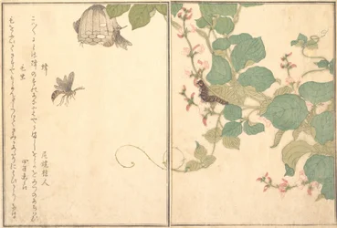 Papierwespe Hachi, haarige Raupe Kemushi..., 1788