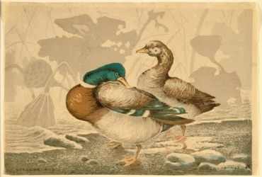 Enten und verwelkte Lotusblumen