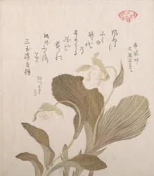 Hotei Blumen, 19. Jahrhundert