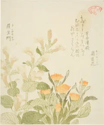 Ringelblume (Kinsenka) und Rashomon-Blumen, aus der Serie "Sammlung von Pflanzen für den Kasumi-Dichtkreis (Kasumi-ren somoku awase)"