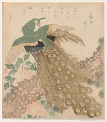 Von drei Stücken [Pfau] (Mi hira no uchi)