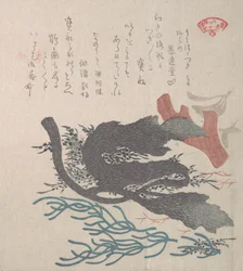 Verschiedene Algen, 19. Jahrhundert