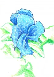 Helle blaue Blumenzeichnung