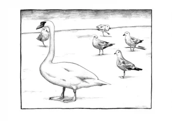 Anmutiger Schwan und Möwen