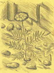 Ringelblumenskizze