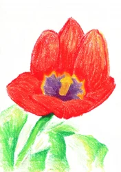 Lebendige rote Tulpe