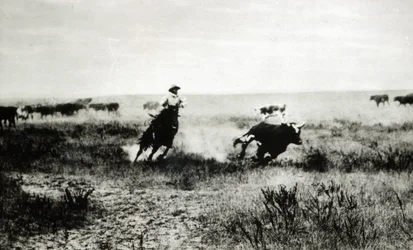 Cowboy auf Pferd, der ein Kalb einfängt