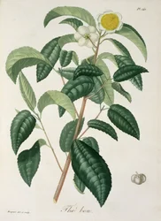 Camellia Thea aus 
