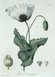 Papaver Somniferum aus 