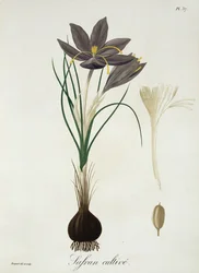 Safrankrokus aus 
