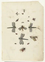 Libellen und fliegende Insekten