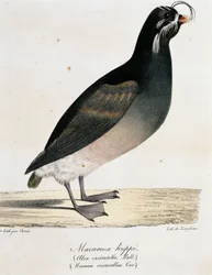 Schopfalk (Aethia cristatella), aus Voyage pittoresque autour du monde