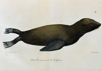 Junger Seelöwe, Kalifornien, aus Voyage pittoresque autour du monde