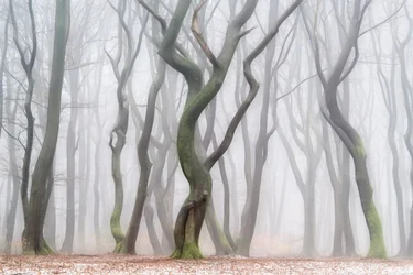 Unheimlicher Winterwald