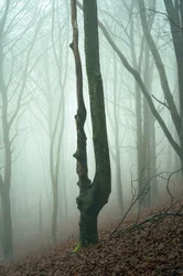 Vergessene Wälder