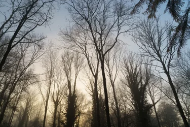 Waldträumerei