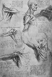 Anatomische Studien eines Männerhalses und Schultern, ca. 1480, 1945