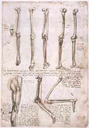 Anatomiestudien