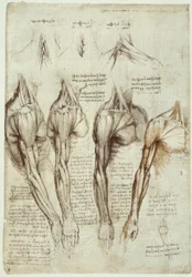 Anatomiestudien